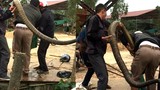 Video: Khiếp vía 5 thanh niên bắt sống hổ mang chúa 20 kg ở Vĩnh Phúc