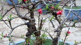Video: Chủ vườn Nhật Tân xây phòng "giữ nhiệt" cho vườn đào Thất Thốn tiền tỉ