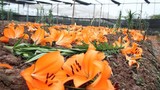 Video: Nông dân Tây Tựu "khóc ròng" vì hoa ly nở bung bét