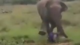 Video: Đánh voi bằng gậy, người chăm sóc bị voi giẫm đến chết