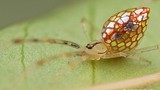 Cận cảnh loài nhện “dị” nhất thế giới (P2)