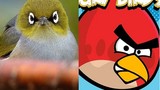 Kỳ thú phiên bản Angry Birds ngoài đời thực