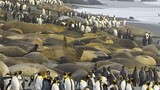 Cuộc xâm lăng kinh hoàng của chim cánh cụt và hải cẩu