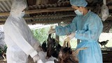 Khẩn cấp chặn dịch cúm H7N9 xâm nhập vào Việt Nam