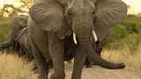 Sự thật ít người biết về loài voi