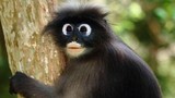 Chú khỉ có đôi mắt quái đản