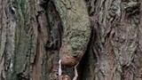 Điểm danh những thân cây quái đản nhất hành tinh (4)