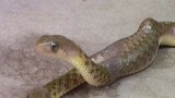 Điểm mặt những loài rắn biến dị quái nhất