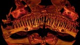 Cá da trơn “ngoài hành tinh” khiến khoa học gia bối rối