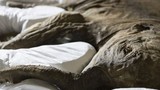 Ngắm trọn bộ hóa thạch voi cổ hoàn chỉnh nhất