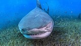 Cá mập hổ “tự sướng” dưới đáy biển