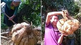 “Sôi sục” đào được củ đậu khổng lồ ở Hòa Bình 