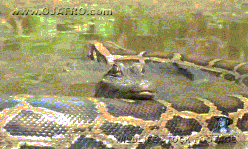 Cá sấu mặt ngơ gối đầu lên trăn khổng lồ