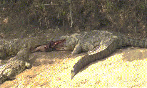 Cá sấu khổng lồ ngấu nghiến nuốt chửng hà mã