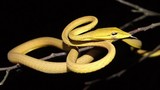 Những loài rắn kỳ dị nhất thế giới tại Việt Nam