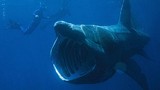 10 hành trình bơi kinh khiếp nhất của cá mập