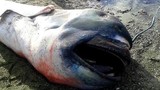 Xác cá mập miệng to quý hiếm dạt vào bờ biển Philippines