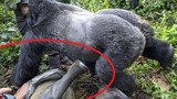 Hãi hùng khỉ đột nặng hơn 190kg... lấy thịt đè người