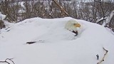 Mẹ đại bàng chôn mình trong tuyết giữ ấm cho trứng