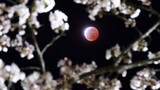 Ngắm ảnh Mặt trăng máu vừa xuất hiện đẹp hoàn mỹ