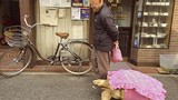 Kỳ lạ “mốt” dẫn rùa đi dạo ở Nhật