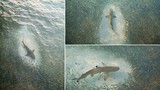 Hàng nghìn cá nhỏ “tấn công” cá mập khổng lồ gây sốc