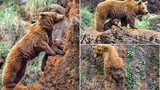 Thích thú xem mẹ gấu dạy con leo núi