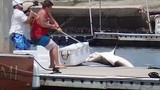 Trai trẻ vật lộn câu cá mập ngay trên bến tàu