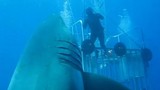 Kinh hoàng xem cá mập trắng khổng lồ vờn thợ lặn