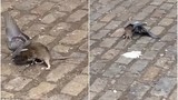 Chuột bé nhỏ đánh nhau điên cuồng với chim bồ câu