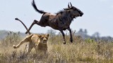 Kịch liệt cảnh linh dương đánh bại sư tử thoát thân
