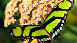 Vẻ đẹp tuyệt mỹ những loài bướm rực rỡ trên thế giới