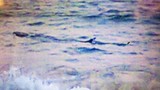Cảnh báo nguy hiểm cá lạ xuất hiện dọc biển Tuy Hòa