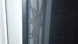 Phát hiện nhện thợ săn khổng lồ nấp ngoài cửa nhà 