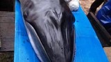 Quảng Nam: Cá voi nặng hơn 2 tạ trôi dạt vào bờ