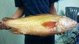 Bắt được cá sủ vàng quý hiếm, nặng trên 4kg ở Vũng Tàu