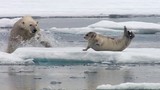 Rùng mình gấu trắng Bắc cực bất ngờ truy sát hải cẩu