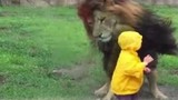 Sư tử tấn công cậu bé 2 tuổi và cái kết “đắng”