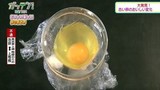 Chuyện lạ: Trứng không vỏ vẫn nở thành gà