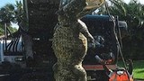 Cá sấu khổng lồ chui cống làm tắc cả đường ống