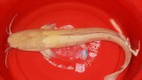 Ngắm cá trê vàng gần 2kg vừa sa lưới ngư dân Đà Nẵng