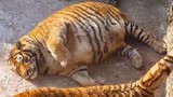 Khó tin có thật: Hổ Siberia quý hiếm với thân hình béo ú