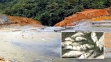 Nghệ An: Vỡ bể chứa chất thải xí nghiệp, cá chết hàng loạt