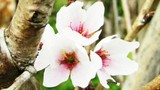 Đà Lạt trồng thành công loài hoa đào đẹp nhất Nhật Bản