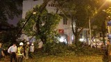 Hà Nội: Cây xanh đổ sau mưa làm một người nhập viện 