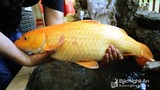 Cá chép vàng "khủng" sa bẫy cần thủ ở Nghệ An