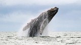 Cá voi lưng gù húc tung thuyền khiến du khách gãy xương sườn