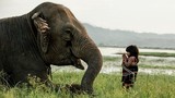 “Soi” loài voi Hai Bà Trưng từng cưỡi, dùng nhiều trong chiến tranh VN