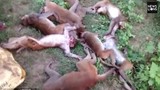 Hãi hùng tiếng hổ gầm, 12 con khỉ đột trụy tim chết tại chỗ