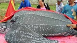 Cảnh an táng rùa khế quý hiếm dài hơn 3m ở Mũi Né